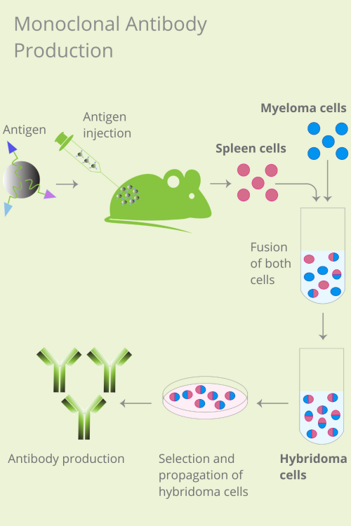 單克隆抗體產生