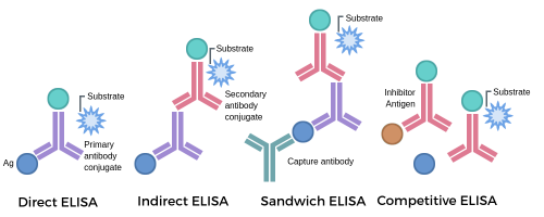 ELISA原理
